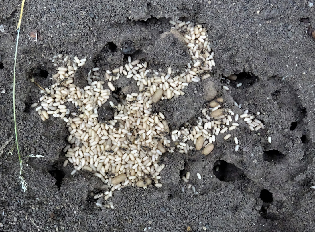 Black garden ant workers tending pale cocoons inside an opened nest under a stone