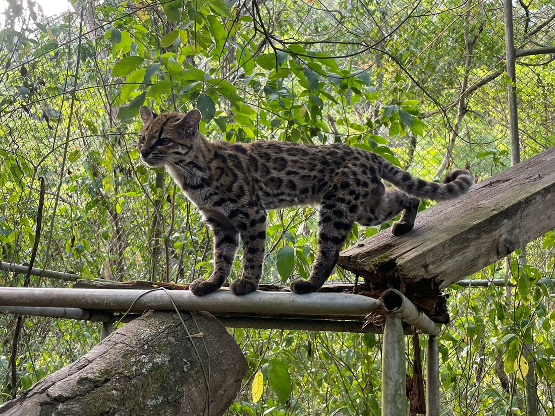 A tilcayo, a small spotted wild cat, photographed in Bolivia