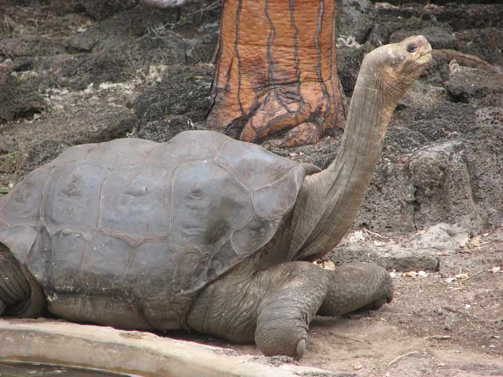 Lonesome George, the last Pinta Island tortoise, at the Galapagos National Park in 2006