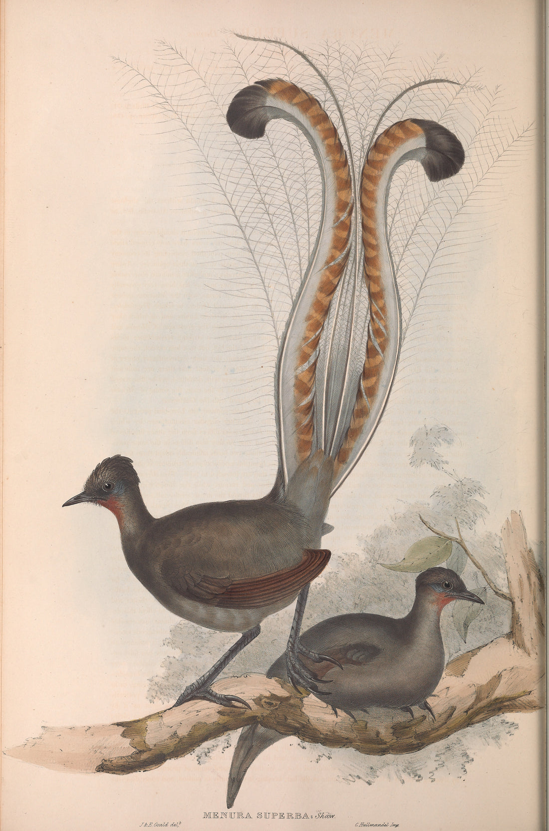 A vintage hand-painted illustration of superb lyrebirds showing the male's lyre-shaped tail
