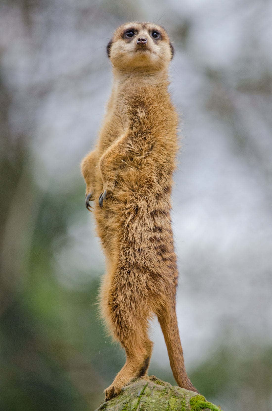 A meerkat standing upright and looking alert