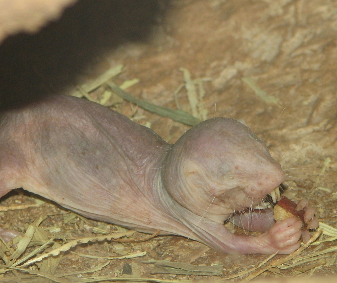A naked mole-rat eating, showing its wrinkled pink skin and long front teeth