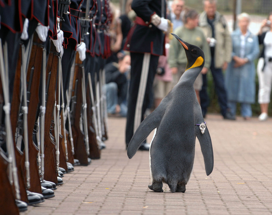 Sir Nils Olav, a king penguin, inspects a line of Norwegian King's Guard soldiers in full dress uniform at Edinburgh Zoo after being awarded a knighthood in 2008