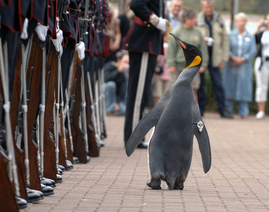 Sir Nils Olav, a king penguin, inspects a line of Norwegian King's Guard soldiers in full dress uniform at Edinburgh Zoo after being awarded a knighthood in 2008