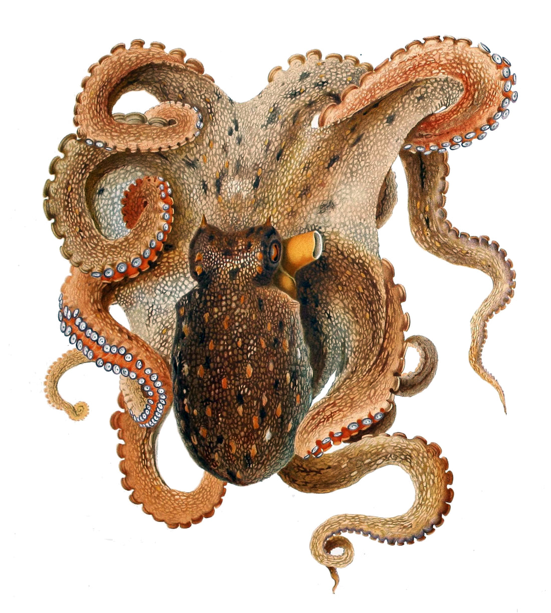 Vintage scientific illustration of an octopus with arms spread