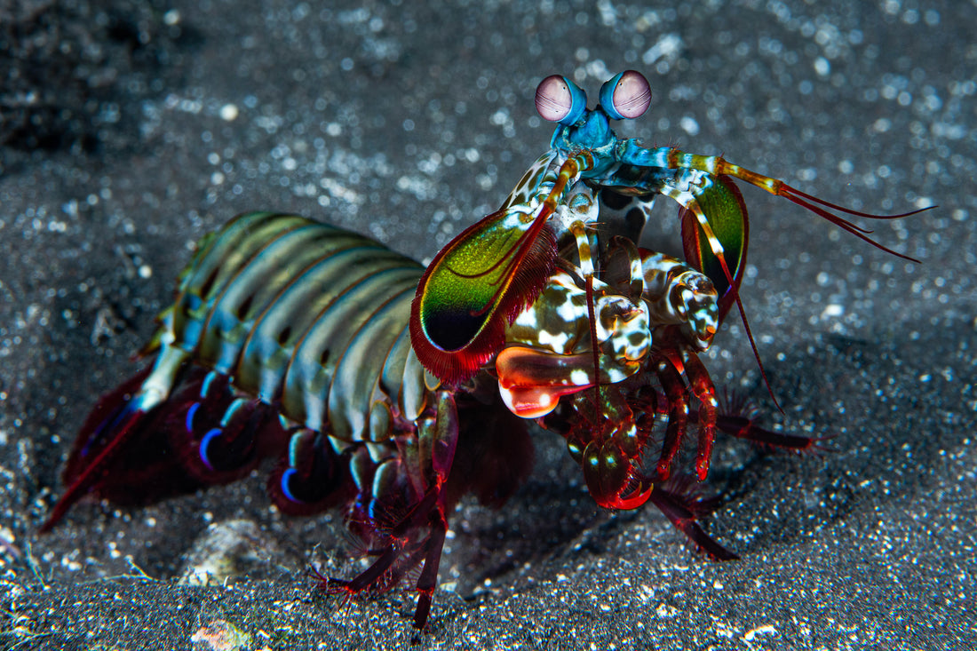 A colorful peacock mantis shrimp on the sea floor