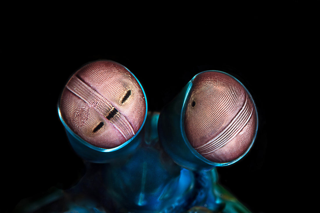 Close-up of a peacock mantis shrimp's striped, stalked eyes