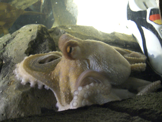 Paul the Octopus in his tank at Sea Life Centre Oberhausen, next to a football boot with German flag colours