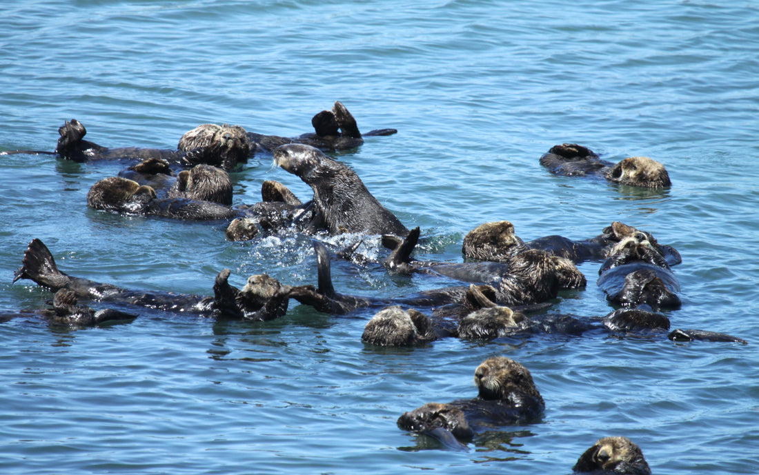 A group of sea otters floating on their backs together in the water