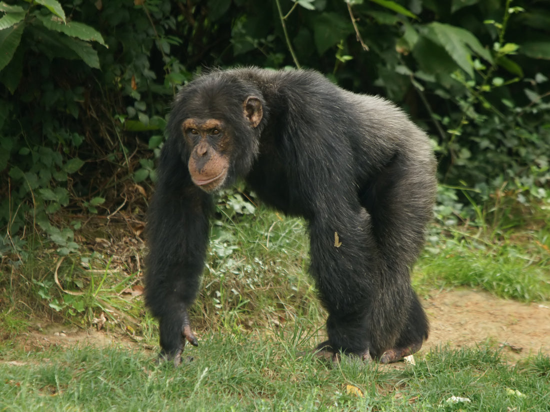 An adult male chimpanzee sitting and looking toward the camera