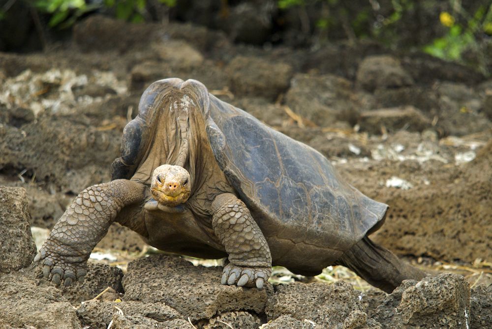 Lonesome George, the last Pinta Island tortoise, photographed in 2008