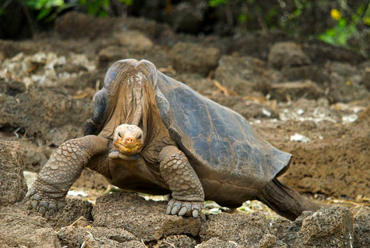 Lonesome George, the last Pinta Island tortoise, photographed in 2008