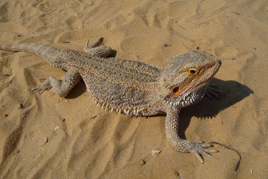 Bearded dragon basking under a UVB lamp
