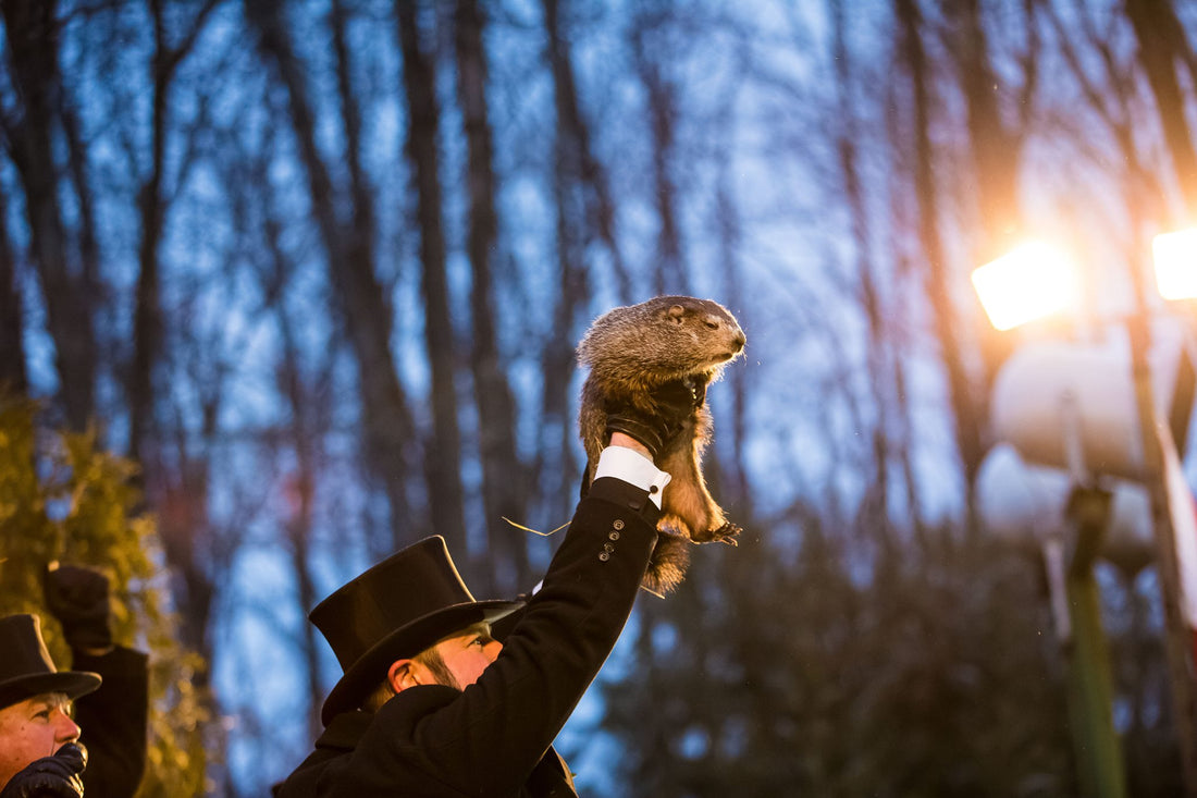 Punxsutawney Phil the groundhog at his Groundhog Day ceremony in Punxsutawney, Pennsylvania, February 2018