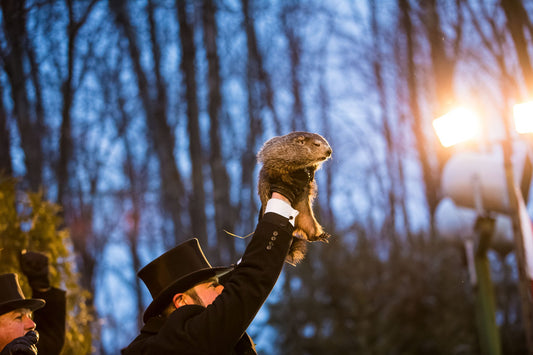 Punxsutawney Phil the groundhog at his Groundhog Day ceremony in Punxsutawney, Pennsylvania, February 2018