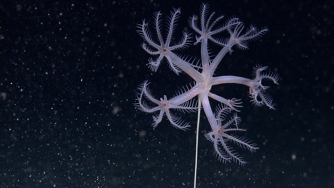 A pale soft coral spreading its arms in dark ocean water, photographed by NOAA