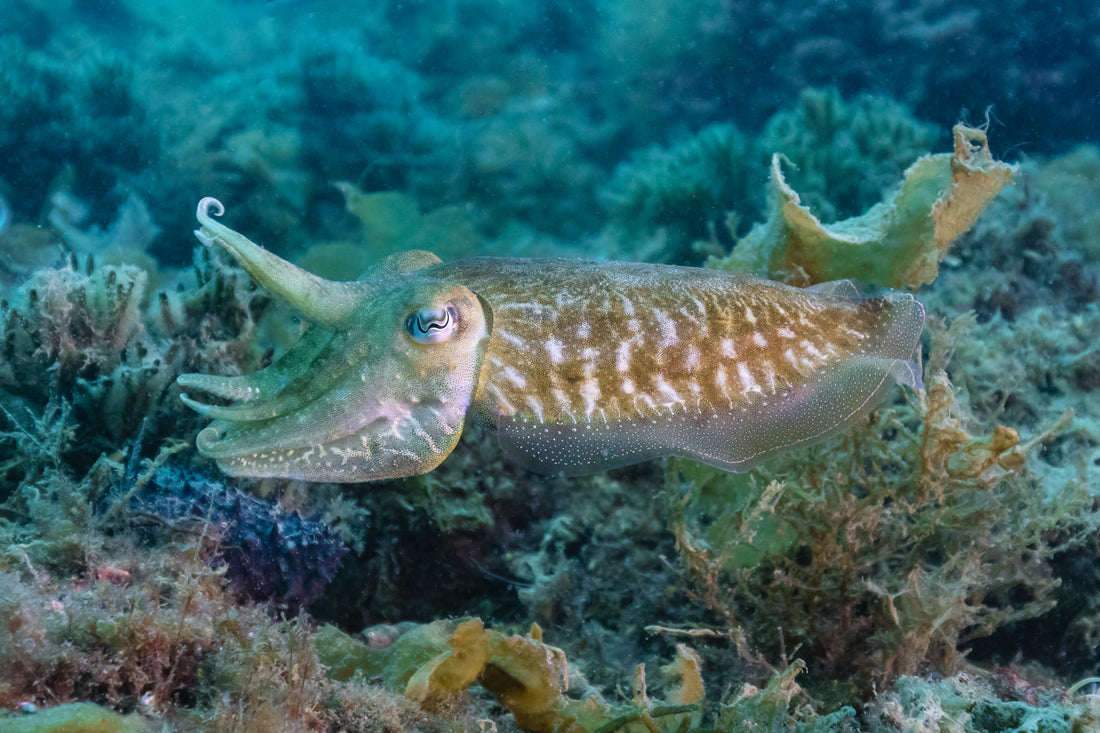 A common cuttlefish hovering over the sea floor in Portugal