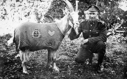 Sergeant Bill, the goat mascot of Canadian soldiers in World War One