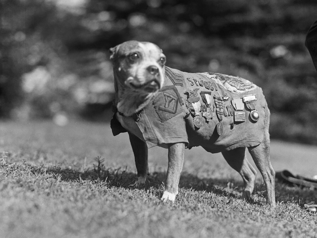 Sergeant Stubby, a famous World War I war dog, wearing his decorated coat