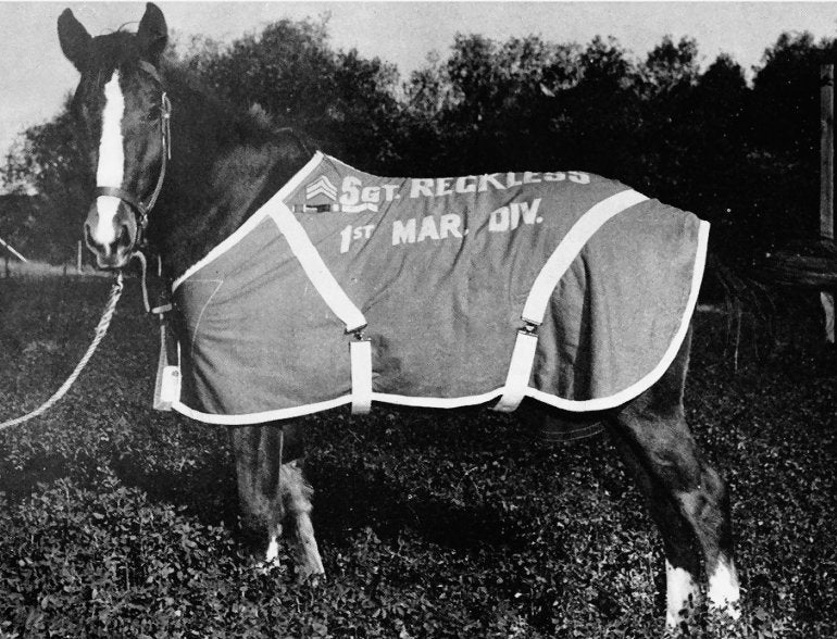 Sergeant Reckless the Marine Corps war horse