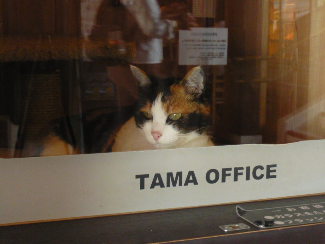 Tama the cat, a calico, looking out from her station office window at Kishi Station