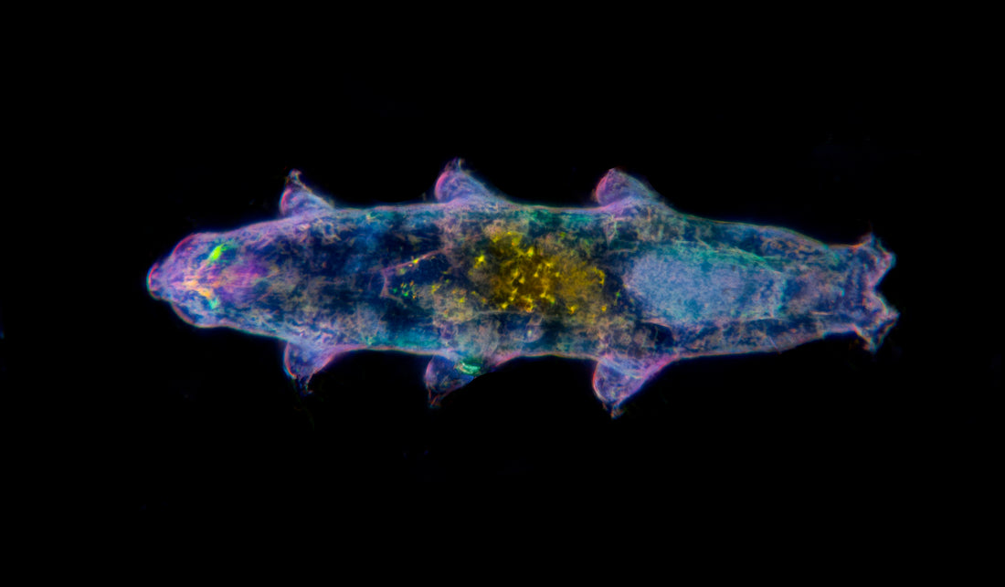 A tardigrade, or water bear, glowing under a microscope with polarized light