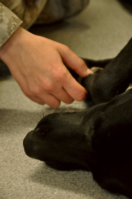 Dog exploring a puzzle enrichment toy