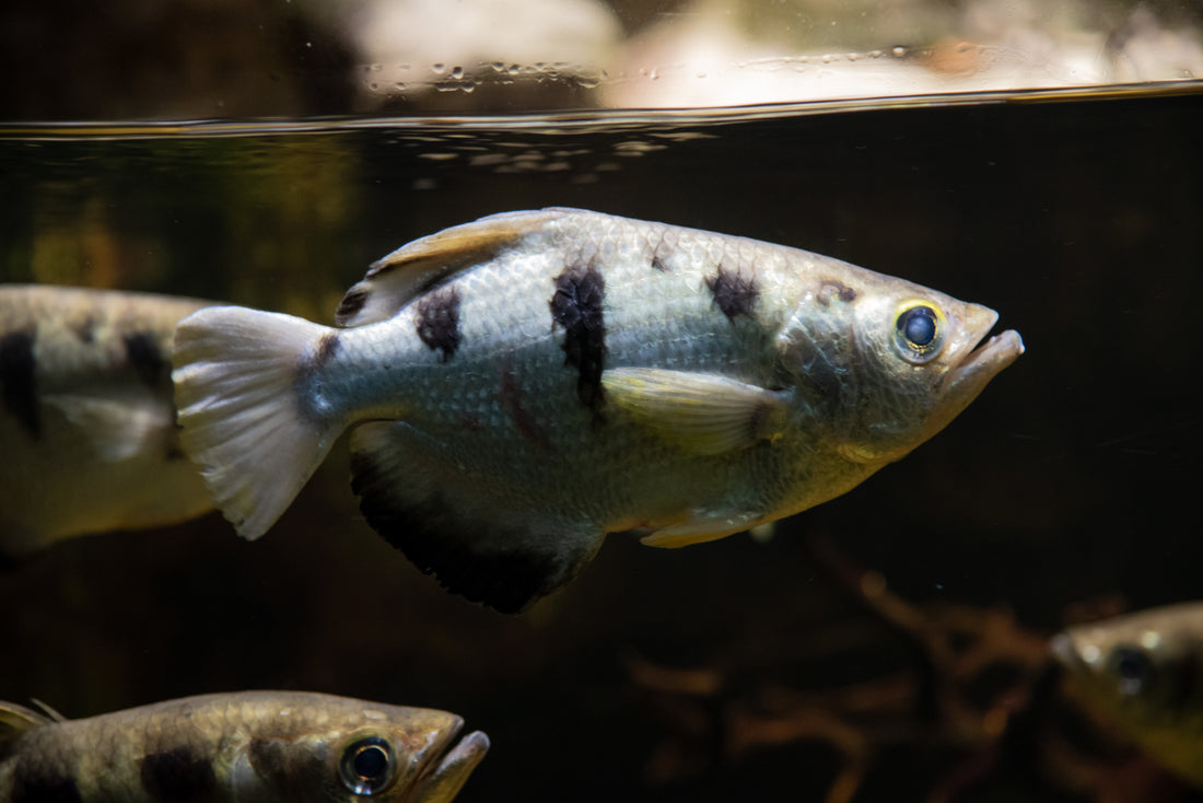 A banded archerfish swimming near the surface of the water