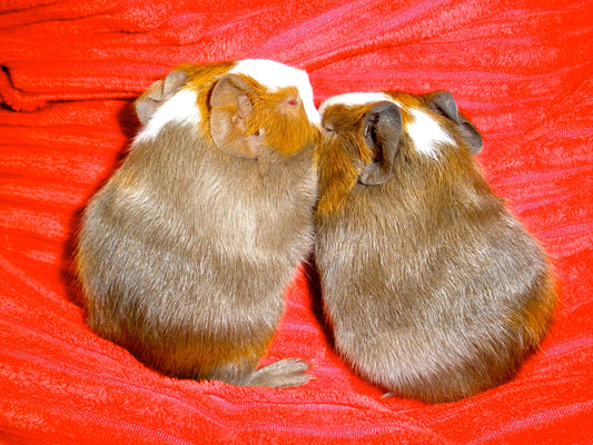 Two guinea pigs sitting together