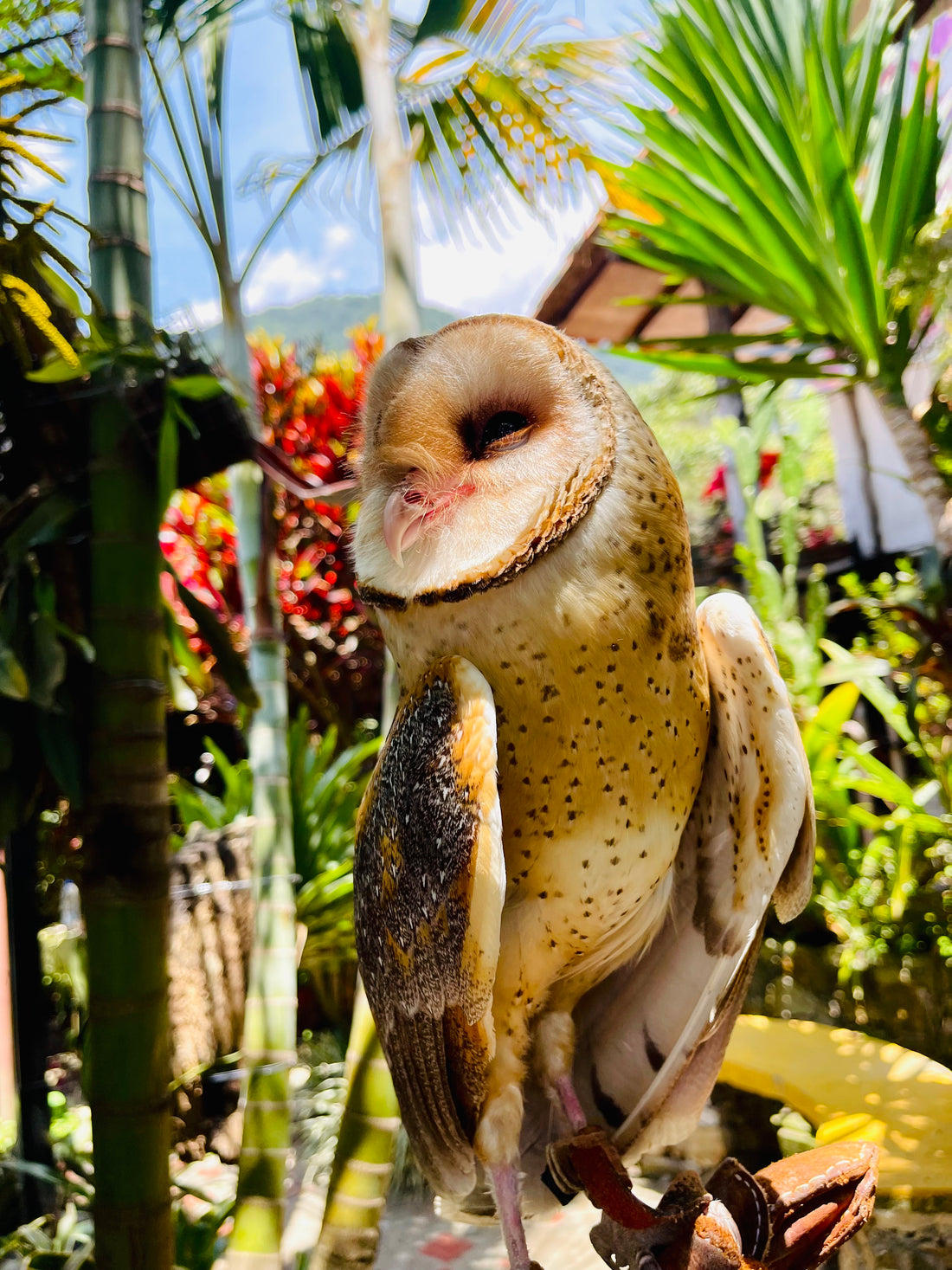 A barn owl, the species Wesley was, perched with its heart-shaped face turned to the camera