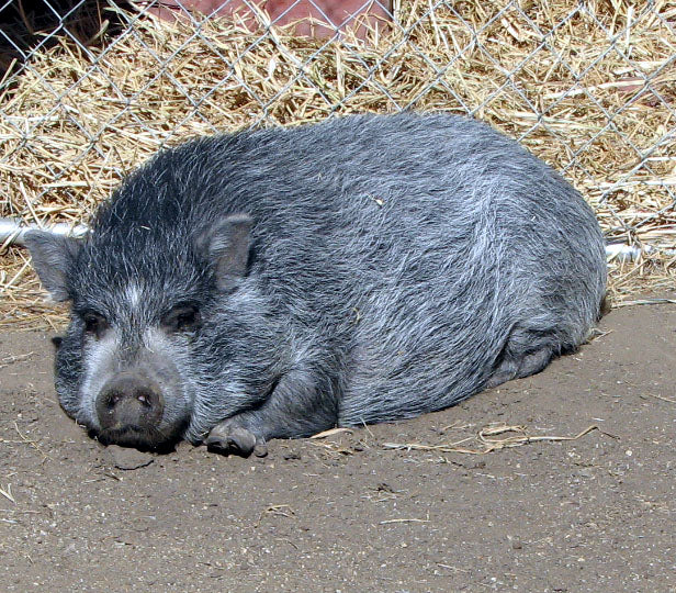 A Vietnamese pot-bellied pig, the same breed as Lulu