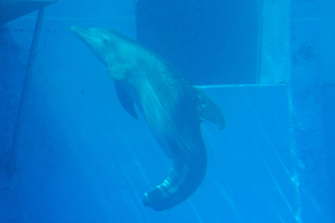 Winter the tailless bottlenose dolphin at Clearwater Marine Aquarium