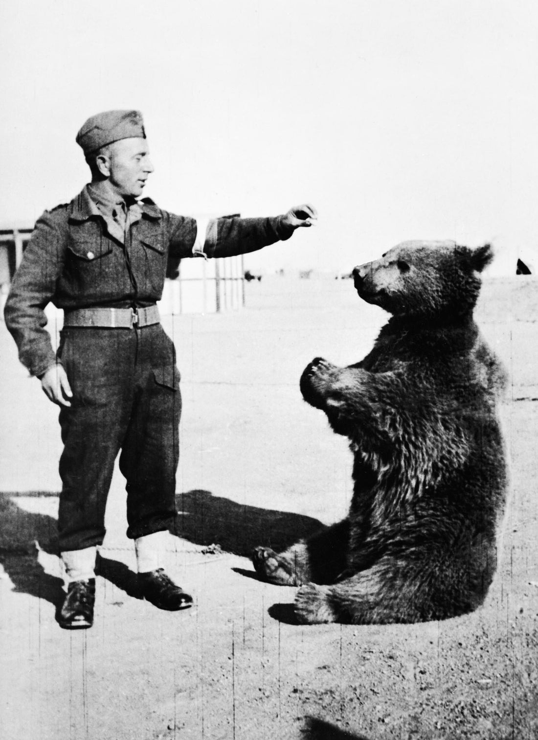 Wojtek the bear with Polish soldiers