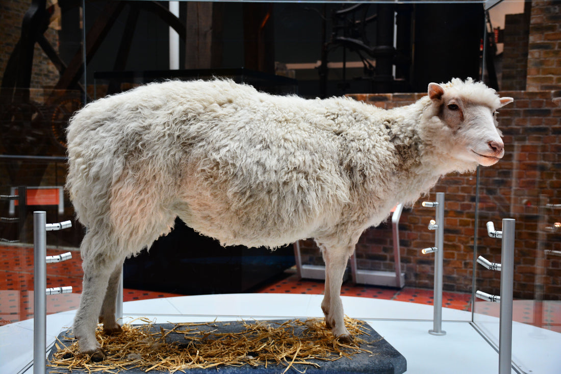Dolly the sheep, the world's first mammal cloned from an adult cell, preserved and on display at the National Museum of Scotland