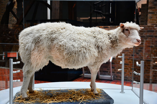 Dolly the sheep, the world's first mammal cloned from an adult cell, preserved and on display at the National Museum of Scotland