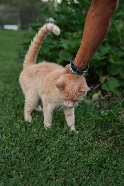 Person petting a ginger cat outdoors