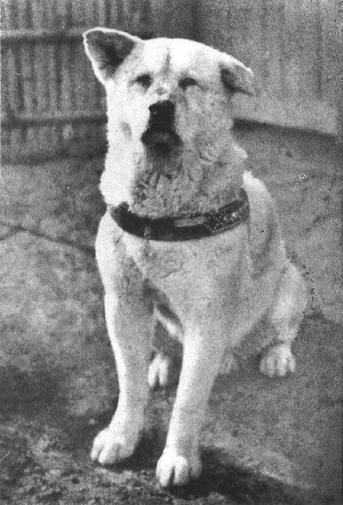 Hachiko the Akita dog