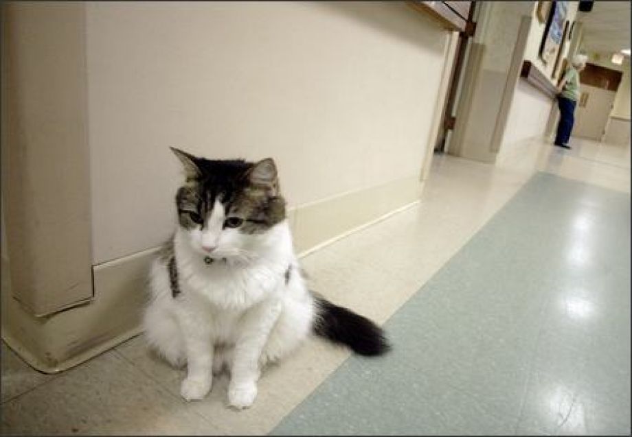 Oscar the cat at Steere House nursing home