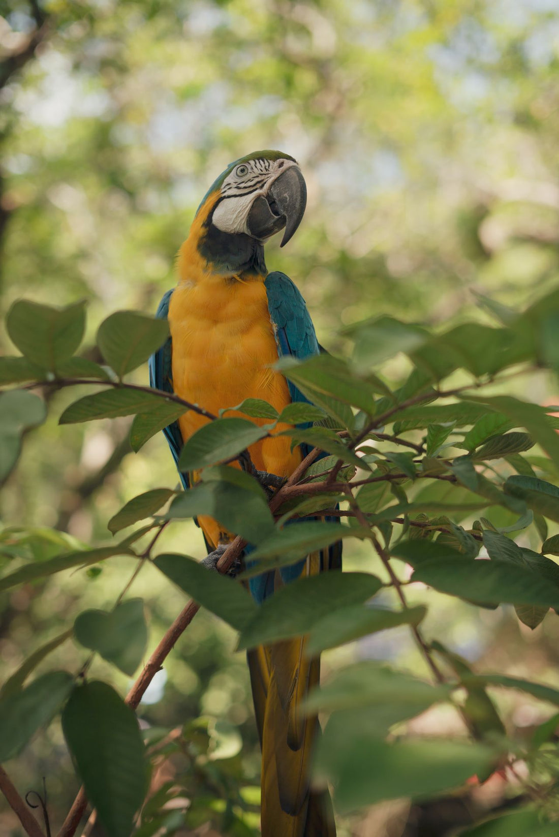 Colorful parrot perched on a branch showing vibrant plumage