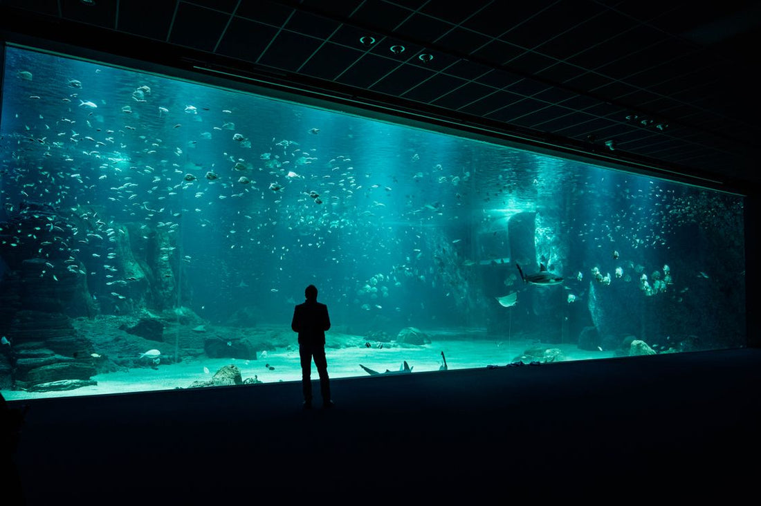 Colorful aquarium with fish and coral