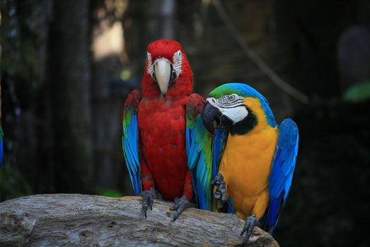 Colorful macaw parrot perched on a branch showing vibrant red and blue plumage