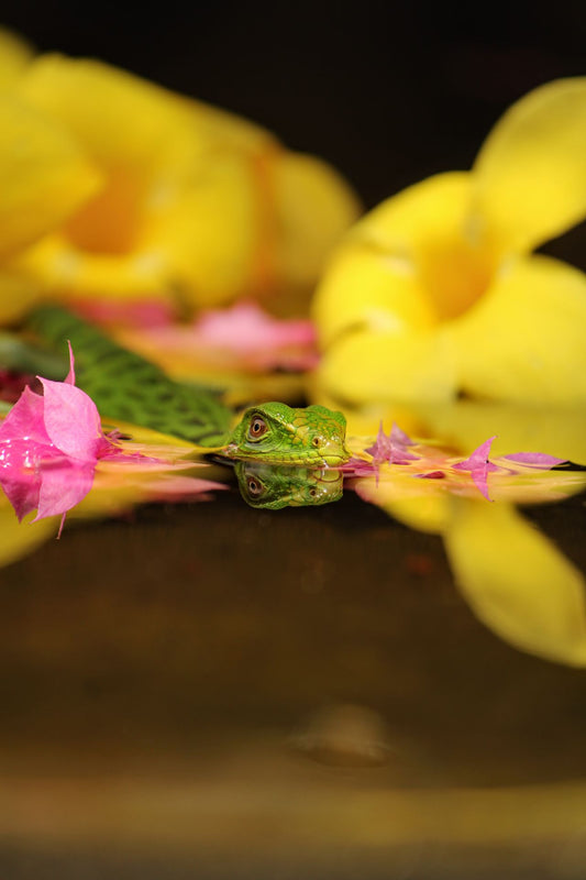 Green lizard resting near water in a natural humid environment