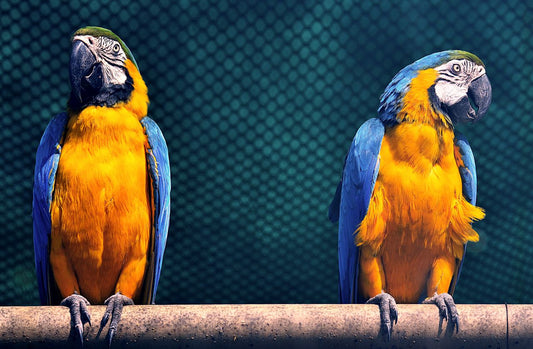 Macaw parrot with alert bright eyes and vibrant colorful feathers