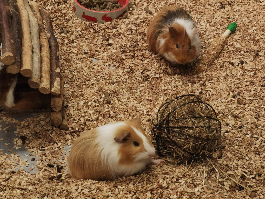 Two guinea pigs exploring a wood chip enclosure with enrichment toys