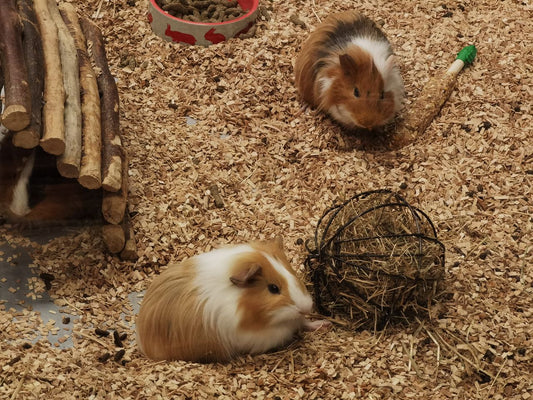Two guinea pigs exploring a wood chip enclosure with enrichment toys