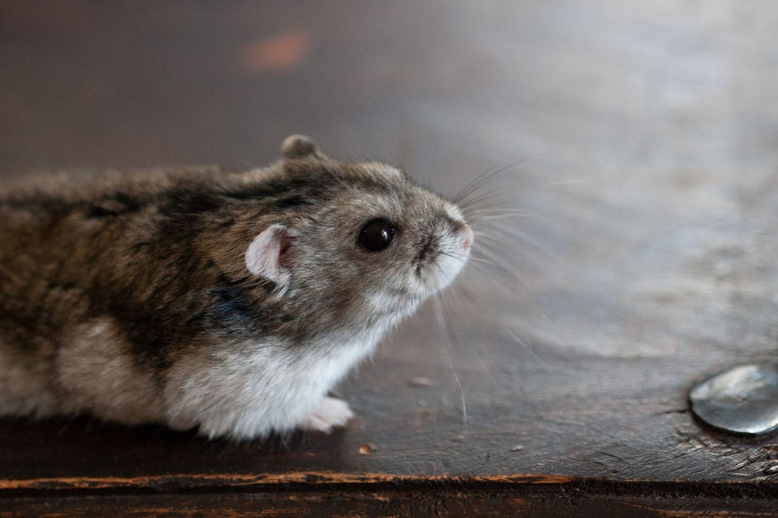 Close-up of a hamster sitting on a wooden surface