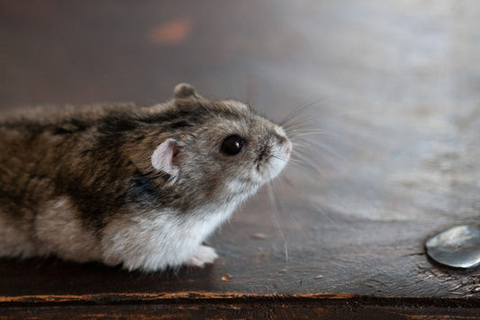 Close-up of a hamster sitting on a wooden surface