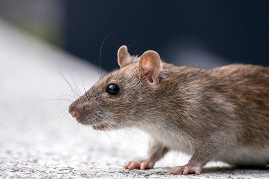 Close-up of a pet rat showing its fur and whiskers