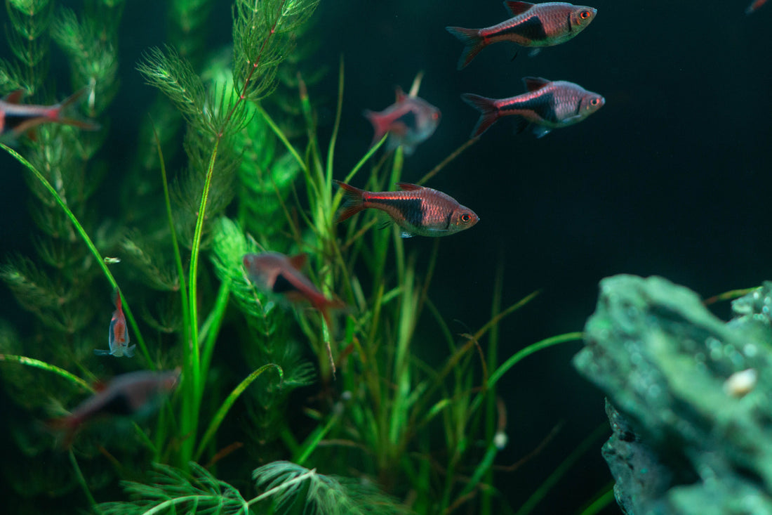 Freshwater aquarium with green plants and colorful fish