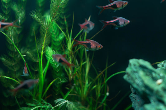 Freshwater aquarium with green plants and colorful fish
